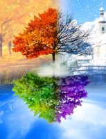 Без бренда «Четыре сезона одного дерева» в Сургуте