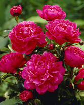 Без бренда «2KMB-4036» в Сургуте