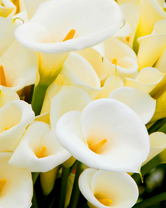 Без бренда «Белые каллы» в Сургуте