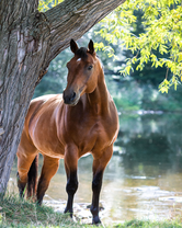 Без бренда «Лошадь у дерева» в Сургуте
