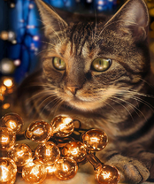 Без бренда «2KXSB-0678» в Сургуте