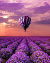 Без бренда «Фиолетовый воздушный шар над фиолетовым лавандовым полем (20шт)» в Сургуте