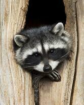 Без бренда «Енот в дупле» в Сургуте