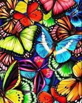 Разноцветные бабочки