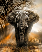 Большой слон на фоне заката