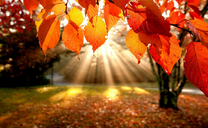 Яркие краски осени