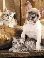 Без бренда «Милый щенок французского бульдога и два котёнка» в Сургуте в интернет-магазине Без бренда «Милый щенок французского бульдога и два котёнка» в Сургуте