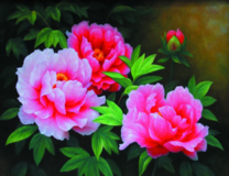 Яркие розовые пионы