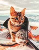 Рыжая кошечка и ежик под пледом