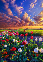 Без бренда «Поле тюльпанов под облачным небом» в Сургуте